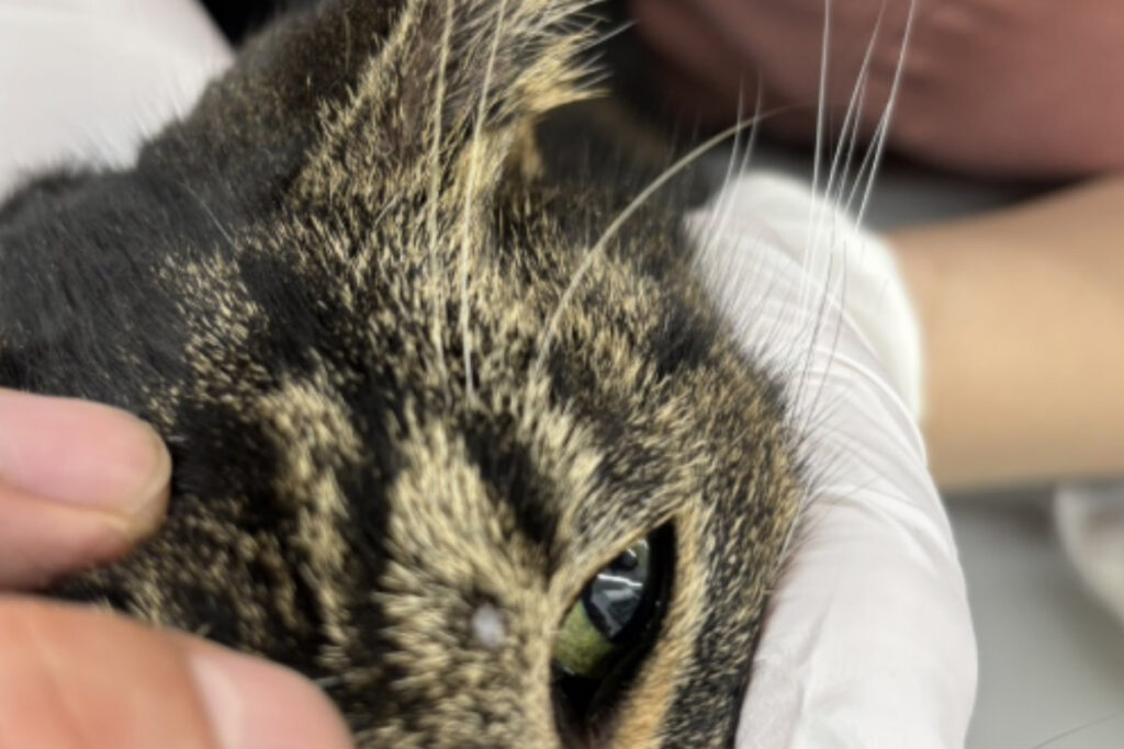 猫の皮膚肥満細胞腫
