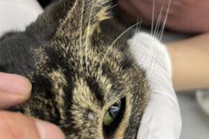 猫の皮膚肥満細胞腫