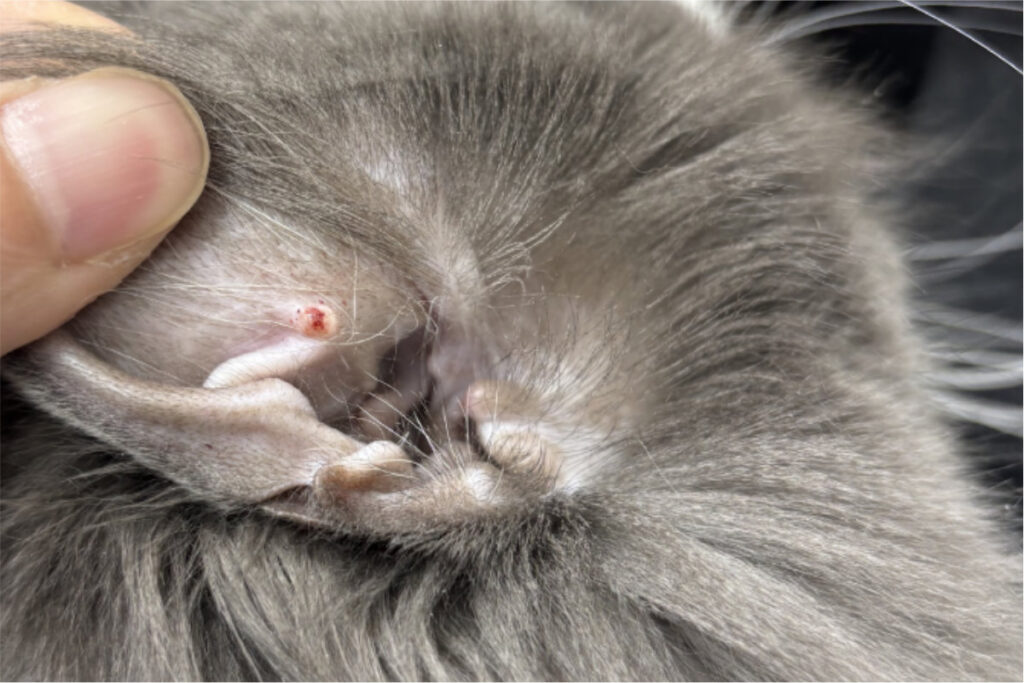 猫の皮膚肥満細胞腫