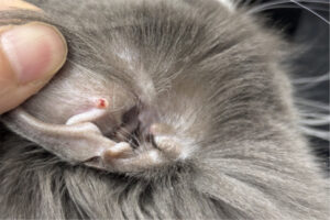 猫の皮膚肥満細胞腫