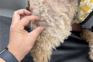 犬の皮下肥満細胞腫