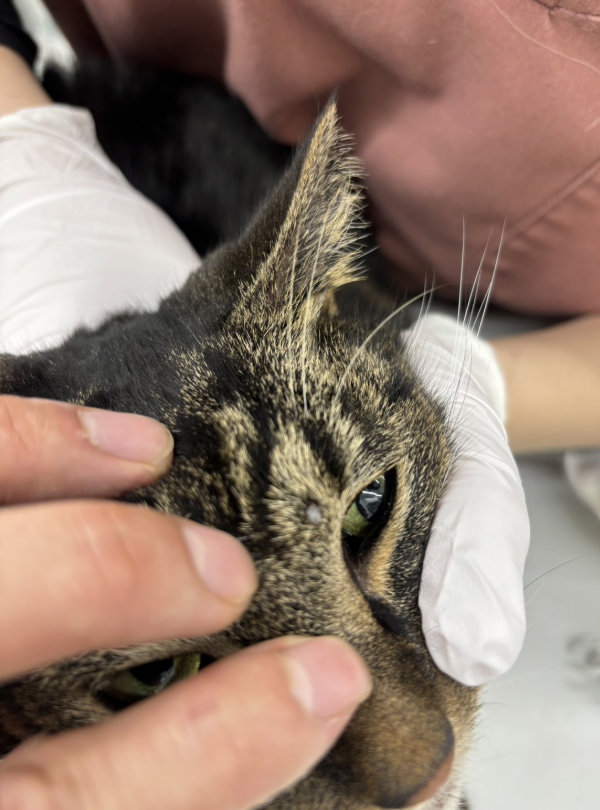 猫の皮膚肥満細胞腫