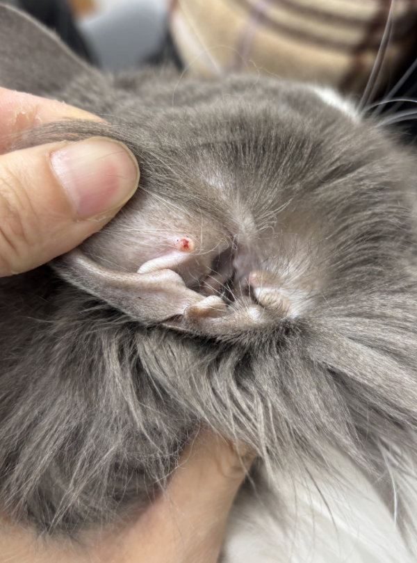 猫の皮膚肥満細胞腫