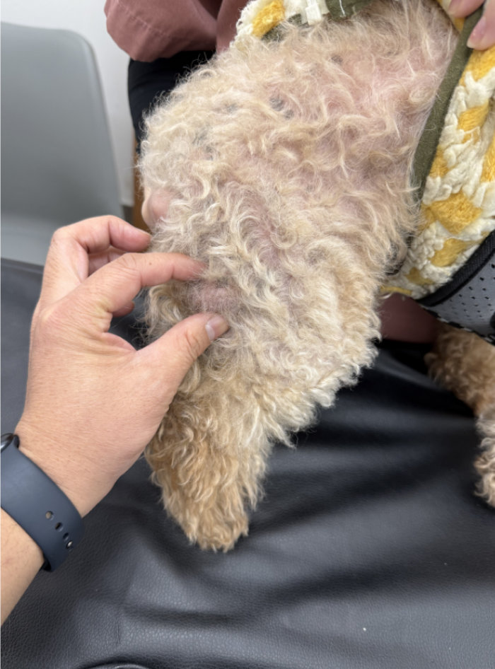 犬の皮下肥満細胞腫・写真１