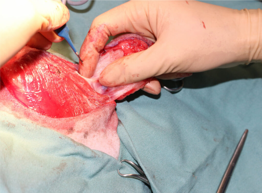 犬の皮下肥満細胞腫・写真３