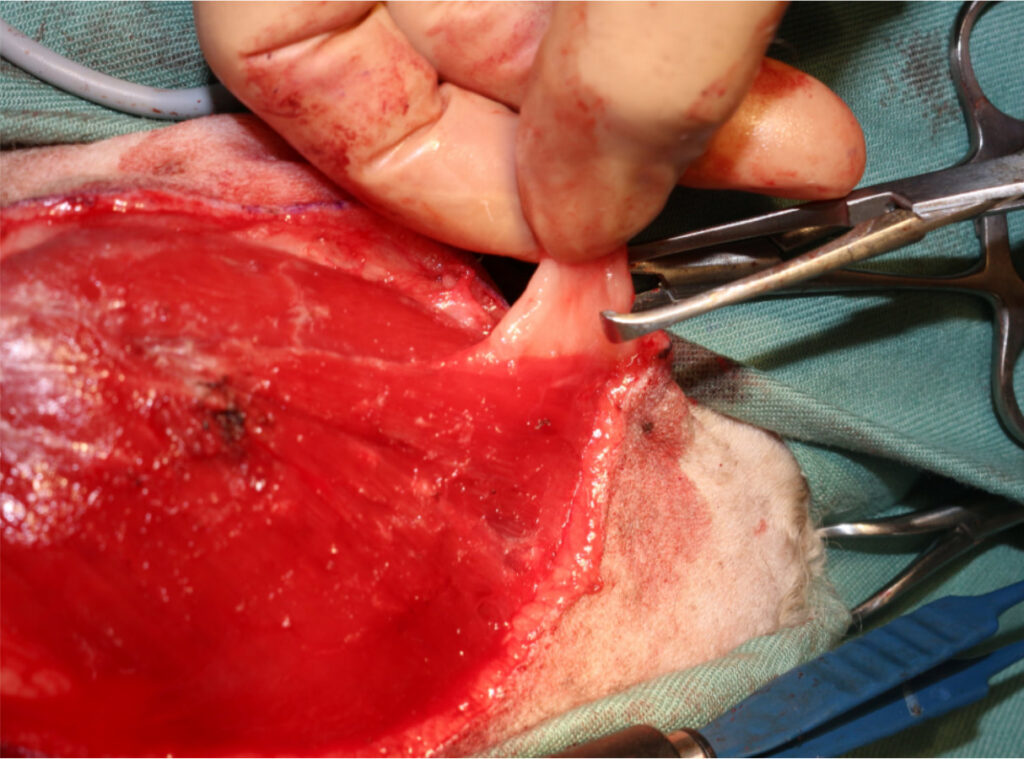 犬の皮下肥満細胞腫・写真５