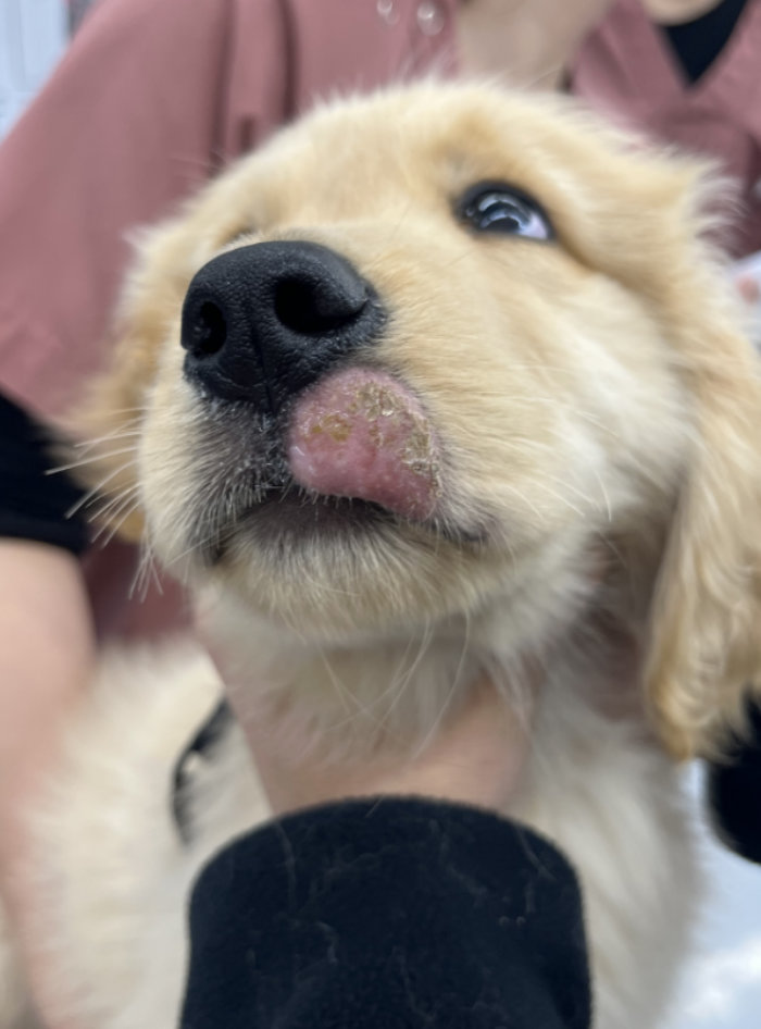 皮膚糸状菌症・写真１