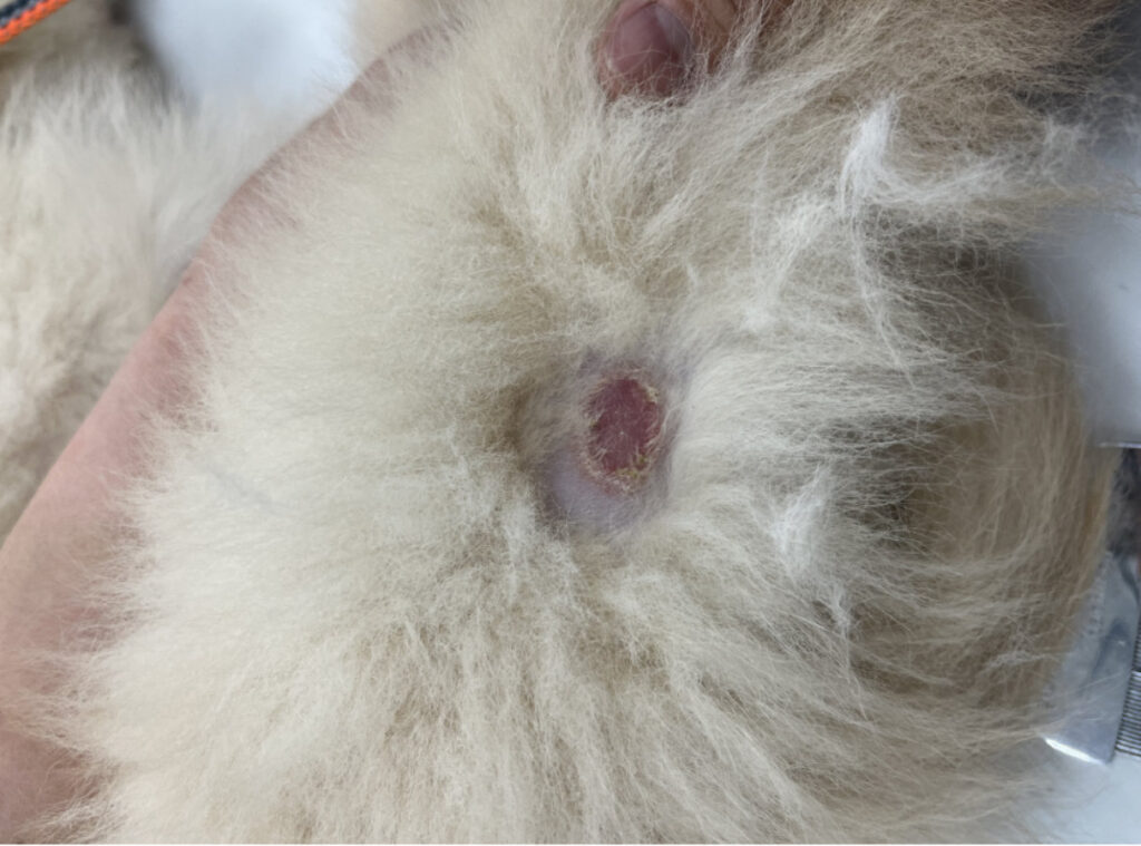 皮膚糸状菌症・写真２