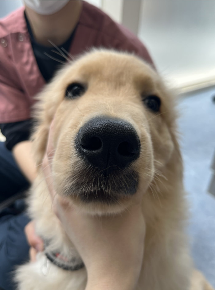 皮膚糸状菌症・写真３