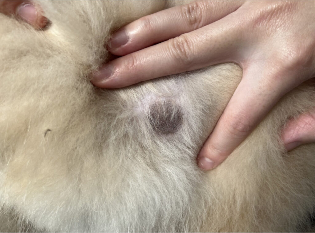 皮膚糸状菌症・写真４